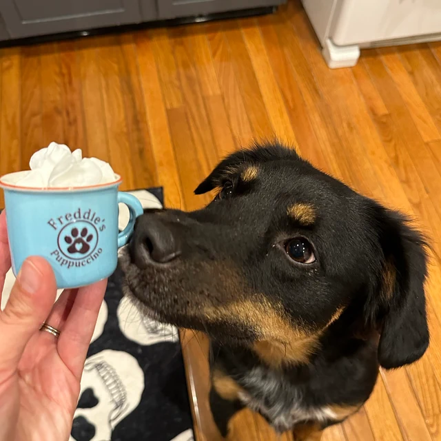 Personalized Pet Reusable Pup Cup Mug  | BKPet35