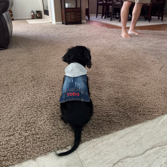 Personalized Embroidered  Pets Denim Jacket | BKPet54