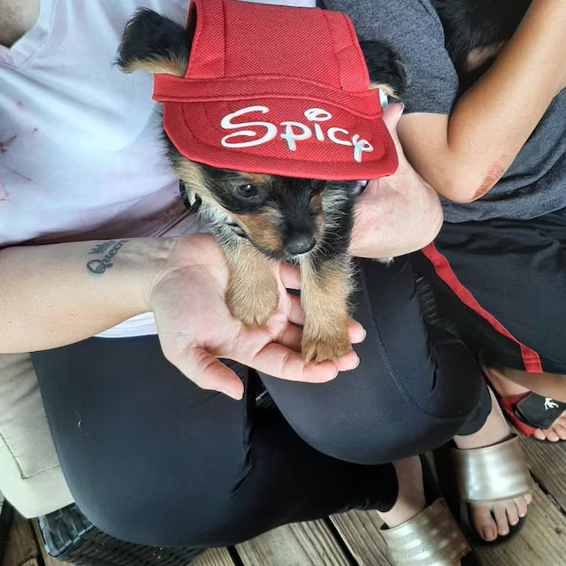 Personalized Pet Color Baseball Cap with Ear Holes | CWPet60