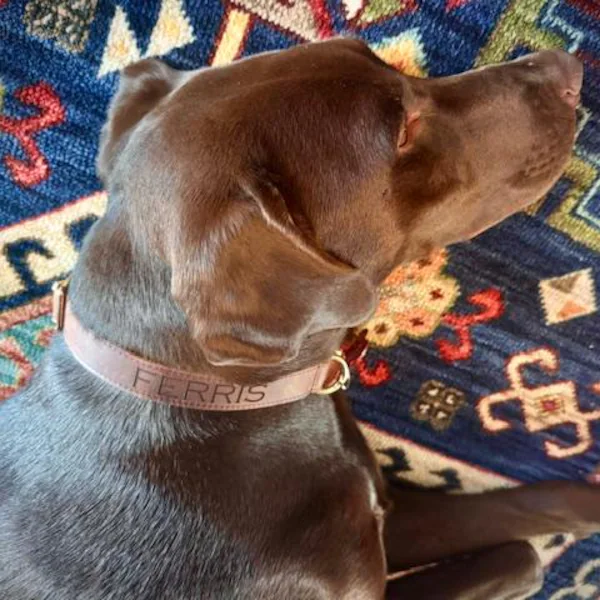 Personalized Name or Information Leather Pet Collar | BKPet151