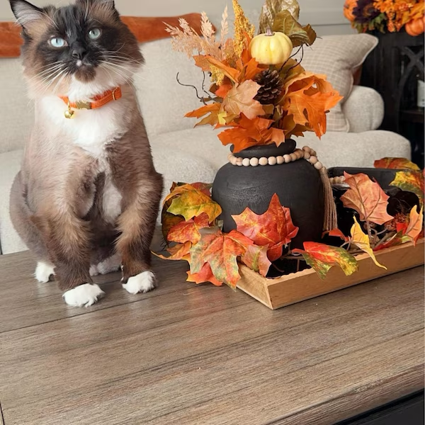 Personalized Velvet Engraved Cat Collar | BKPet95