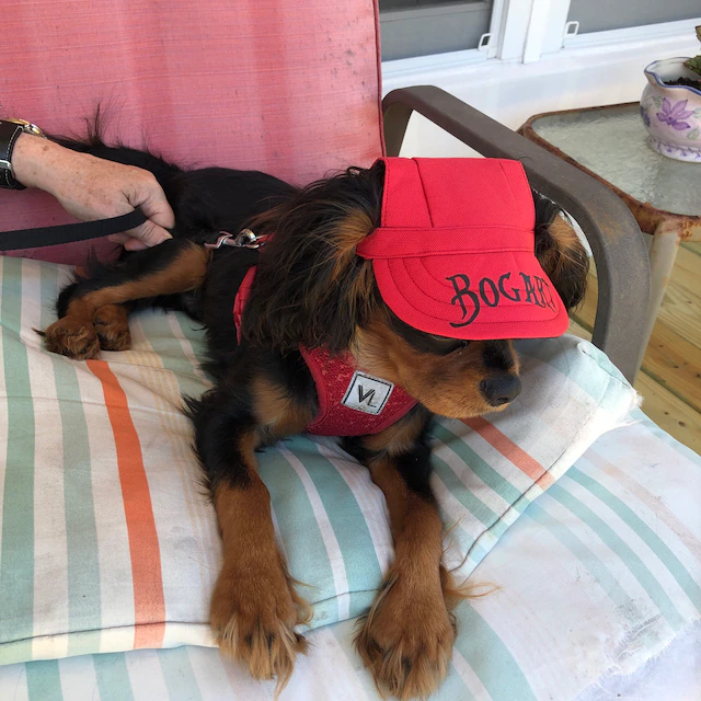 Personalized Pet Color Baseball Cap with Ear Holes | CWPet60