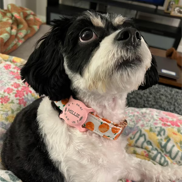 Personalized Pet Apple Air Tag Holder for Dog Collar | BKPet139