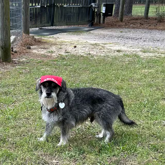 Personalized Pet Color Baseball Cap with Ear Holes | CWPet60
