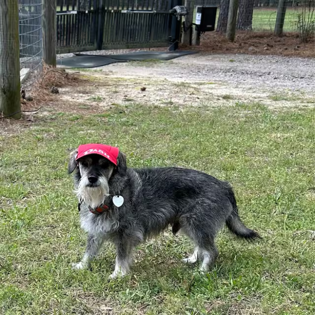 Personalized Pet Color Baseball Cap with Ear Holes | CWPet60