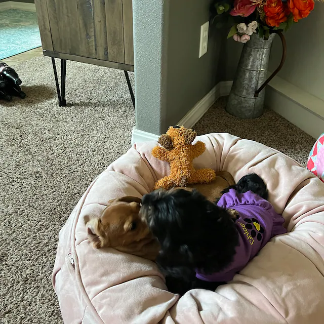 Personalized Soft Puppy Dress with Ruffle | CWPet26