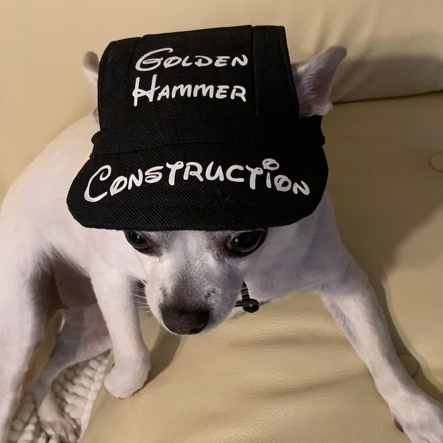 Personalized Pet Color Baseball Cap with Ear Holes | CWPet60