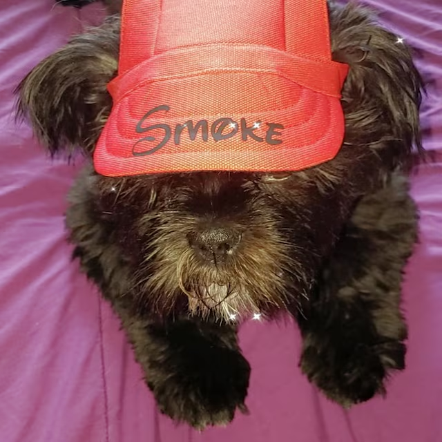 Personalized Pet Color Baseball Cap with Ear Holes | CWPet60