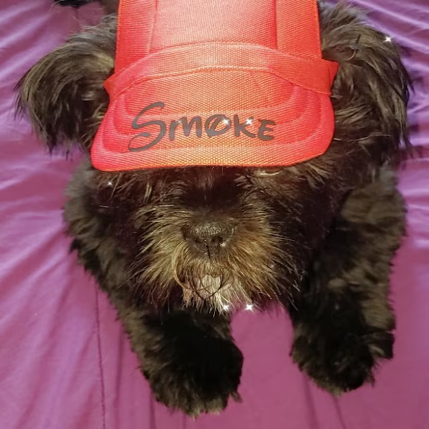 Personalized Pet Color Baseball Cap with Ear Holes | CWPet60
