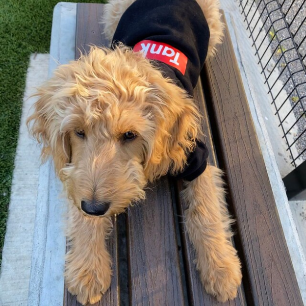 Personalized Warm Puppy Hoodie for Comfort & Unique | BKPet32