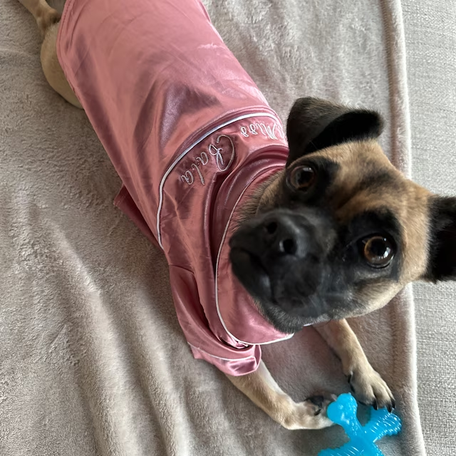 Personalized Embroidery Silky Pet Pajamas for Comfort & Unique | BKPet31