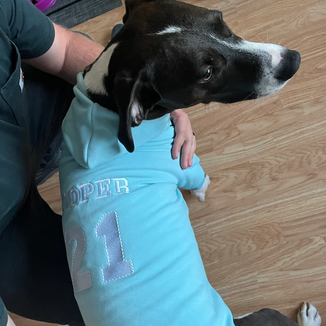 Personalized Warm Puppy Hoodie for Comfort & Unique | BKPet28