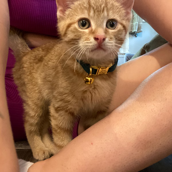 Personalized Velvet Engraved Cat Collar | BKPet95