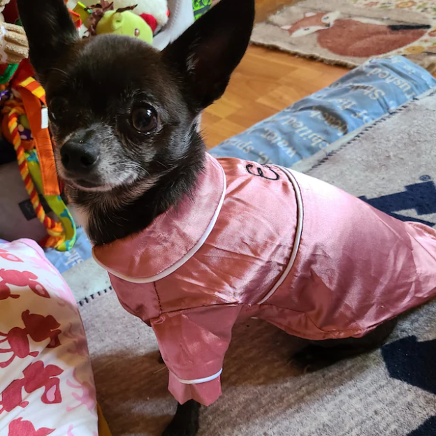 Personalized Embroidery Silky Pet Pajamas for Comfort & Unique | BKPet31