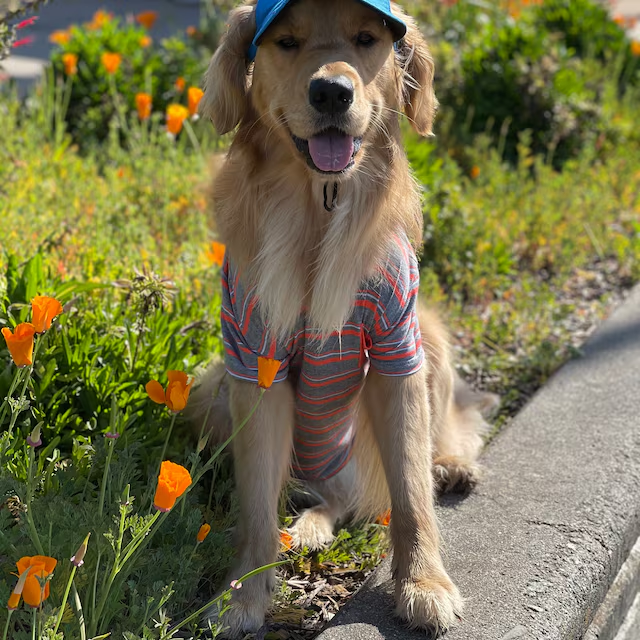 Personalized Pet Color Baseball Cap with Ear Holes | CWPet60