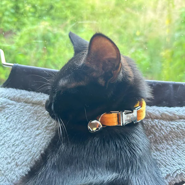 Personalized Velvet Engraved Cat Collar | BKPet95