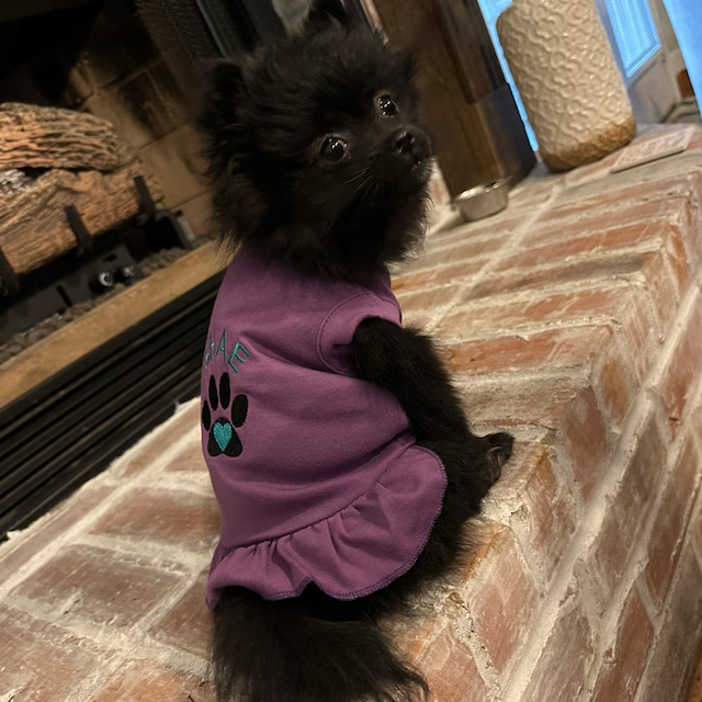 Personalized Soft Puppy Dress with Ruffle | CWPet26