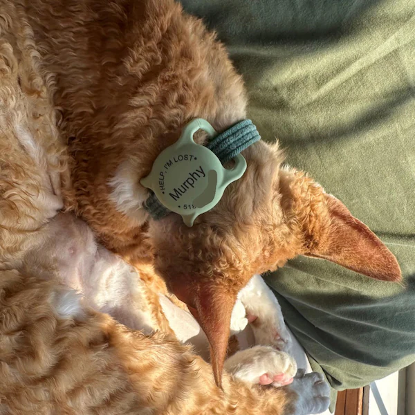 Personalized Pet Apple Air Tag Holder for Dog Collar | BKPet139