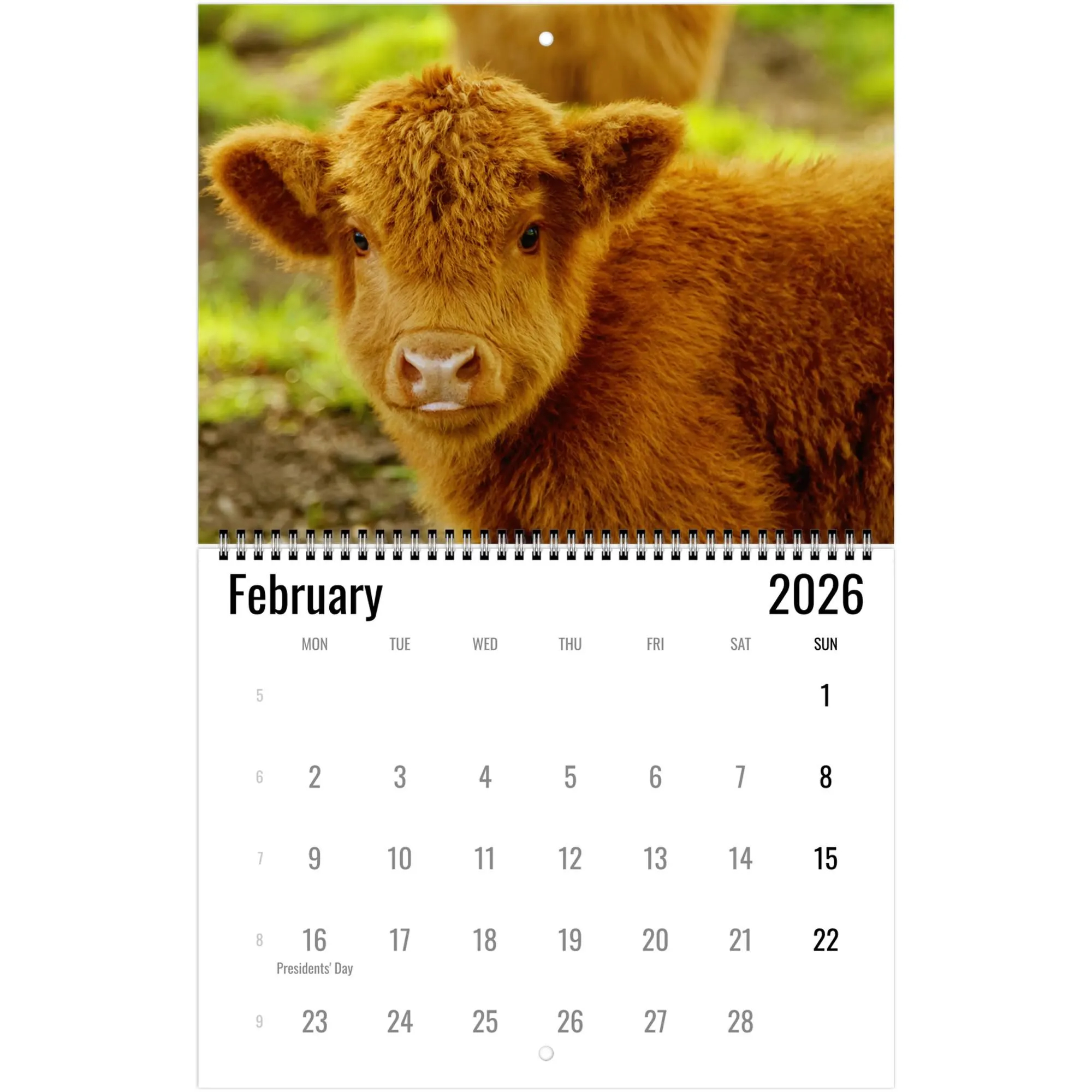 Highland Cow Wall Calendar 2026