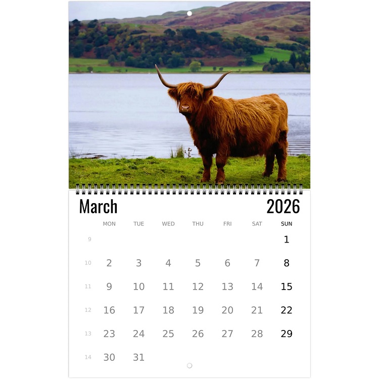 Highland Cow Wall Calendar 2026