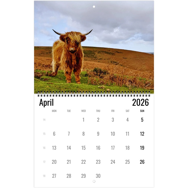 Highland Cow Wall Calendar 2026