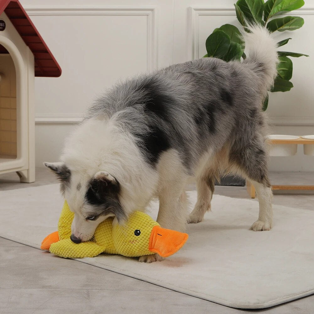 Calming Duck – The Mellow Dog