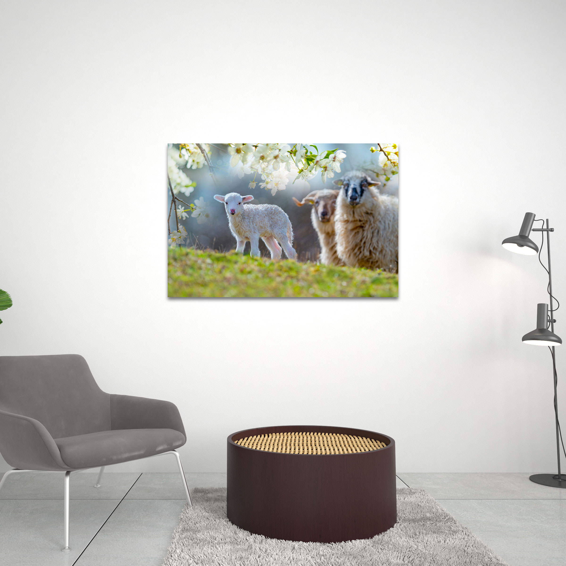 Cute Nwborn Lamb Close Up Christian Canvas Wall Art
