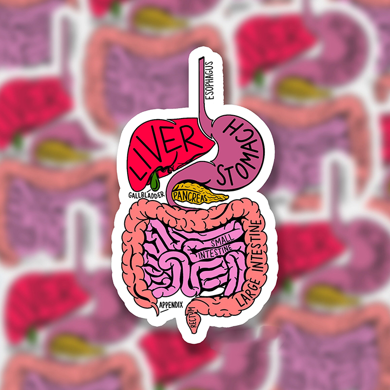 Labeled Digestive System Diagram Nurse Stickers
