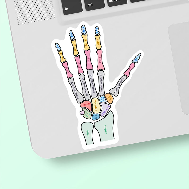 Hand Anatomy Diagram Nurse Stickers