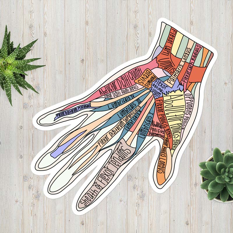 Muscles Of the Hand Anatomy Nurse Stickers