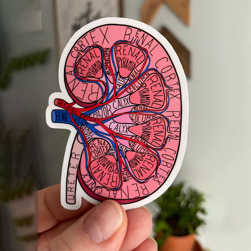 Anatomical Kidney Nurse Stickers