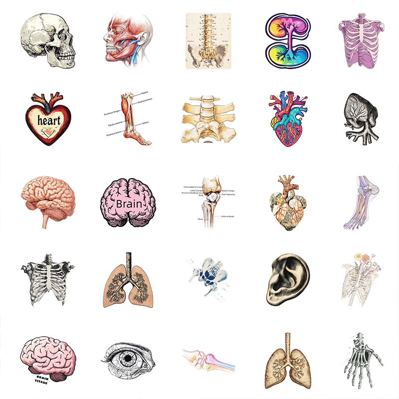 50PCS Realistic Organ Nurse Stickers