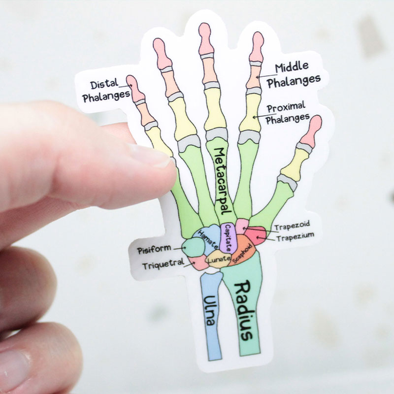 Anatomy Of The Hand Nurse Stickers