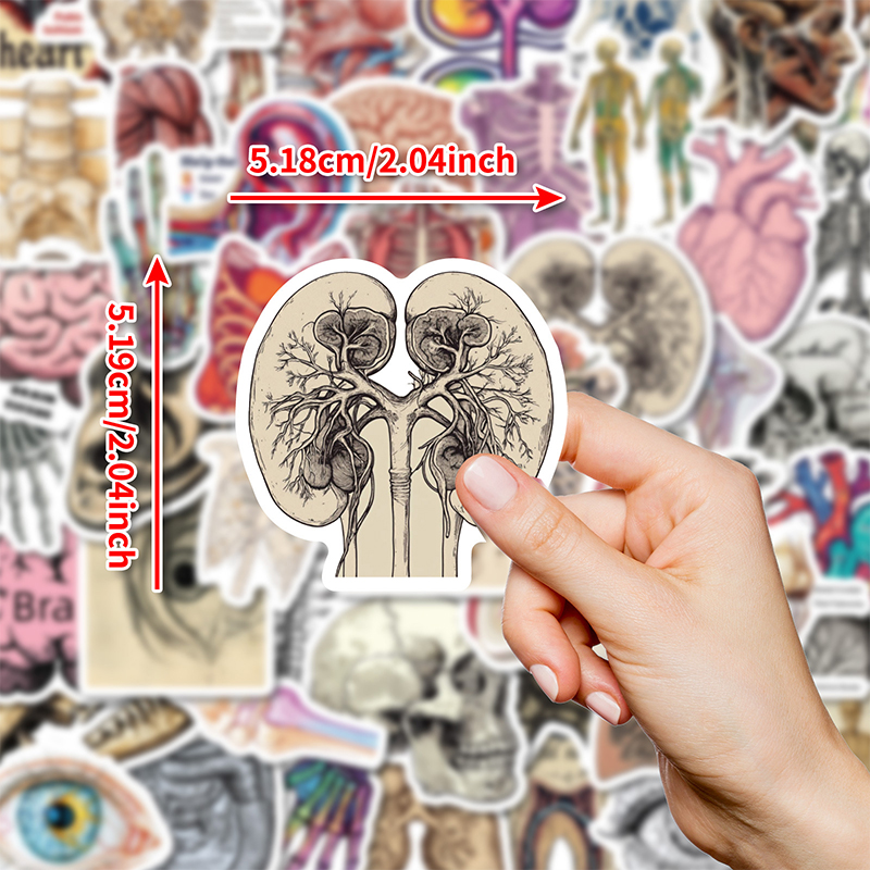 50PCS Realistic Organ Nurse Stickers