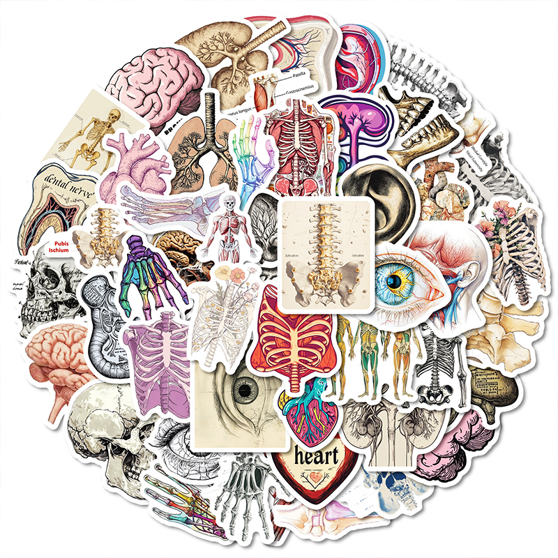 50PCS Realistic Organ Nurse Stickers