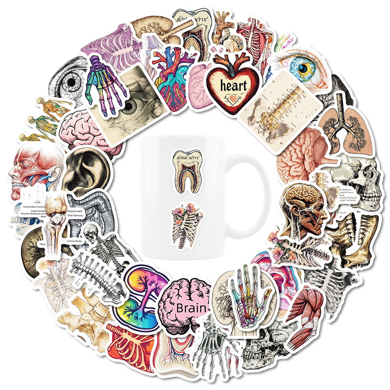 50PCS Realistic Organ Nurse Stickers