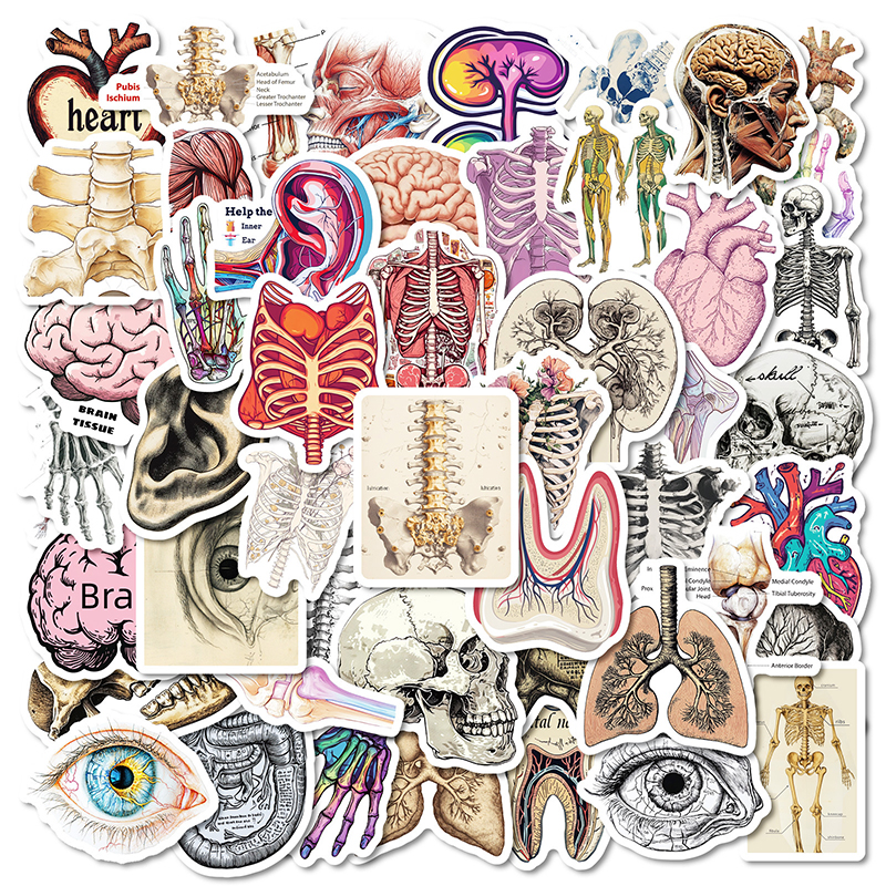 50PCS Realistic Organ Nurse Stickers