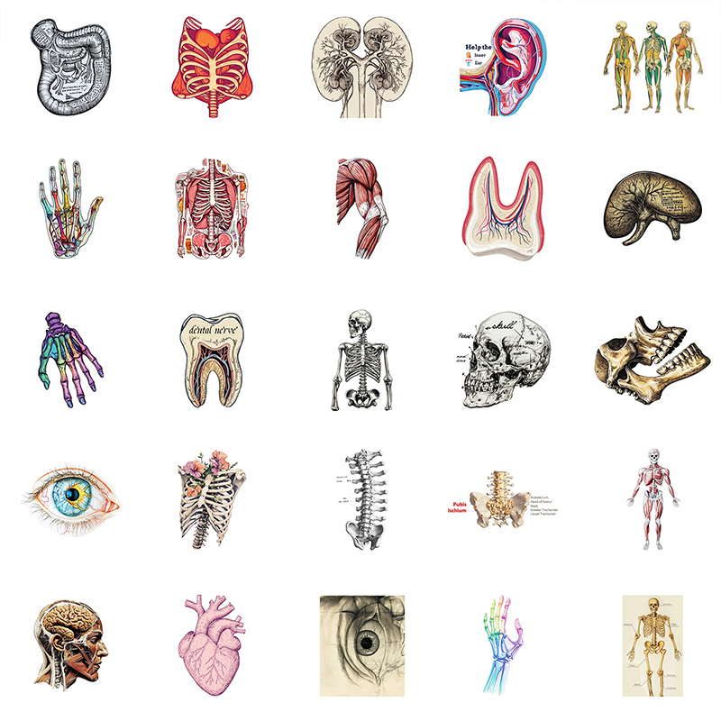 50PCS Realistic Organ Nurse Stickers