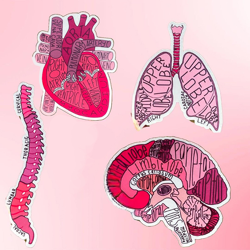 Organ Anatomy Nurse Stickers