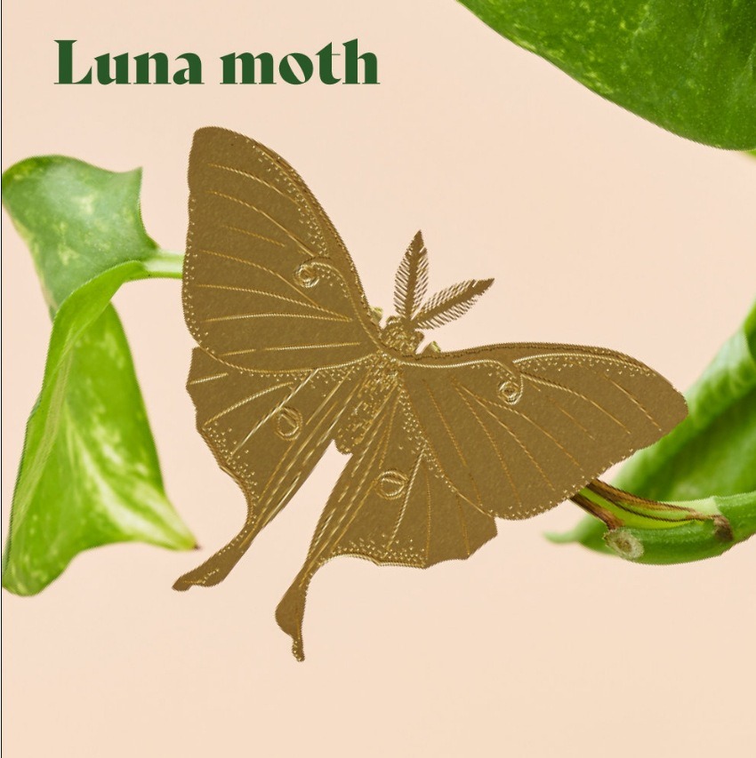 🌿🐾Plant Animal Decorations