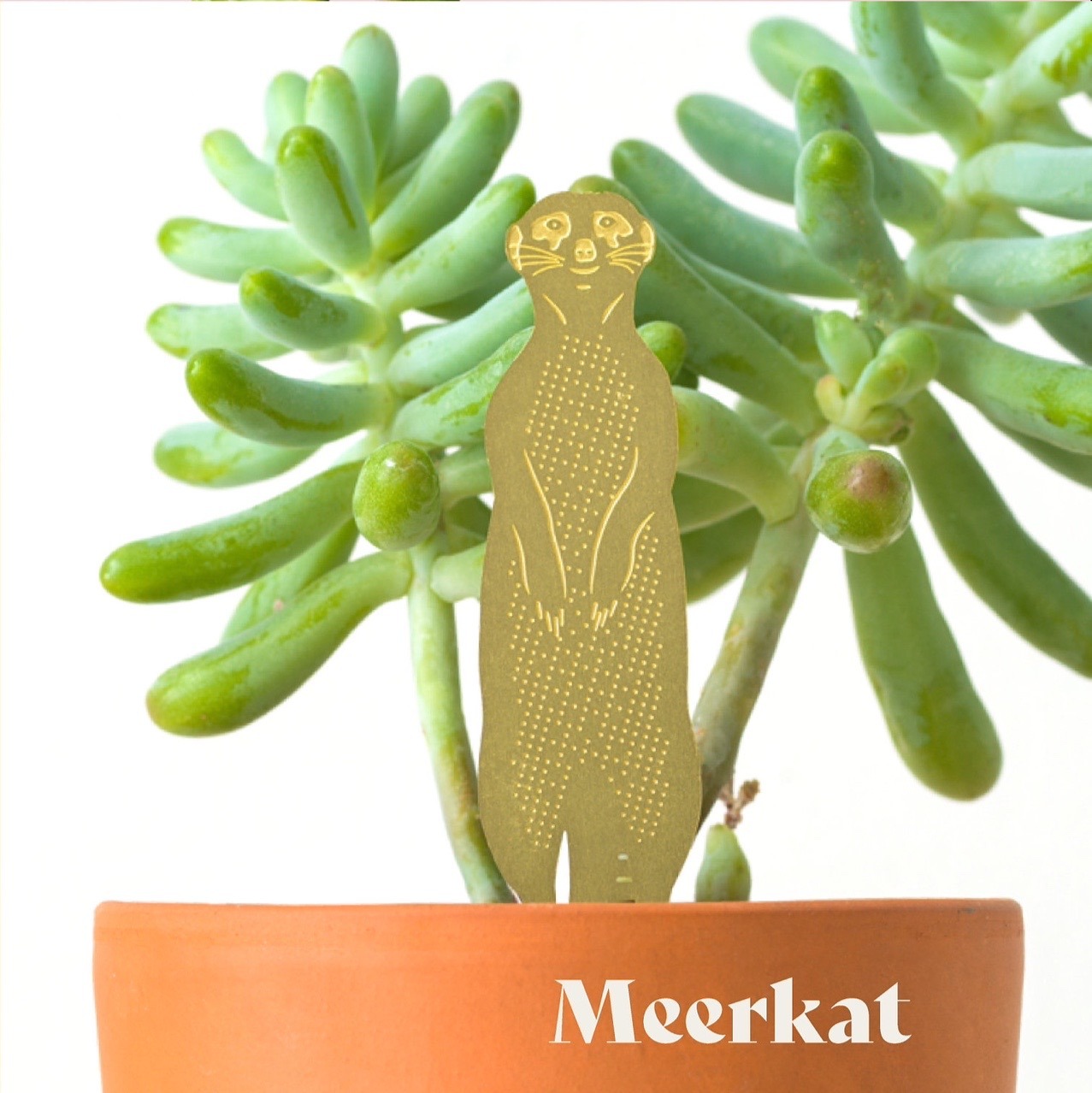 🌿🐾Plant Animal Decorations