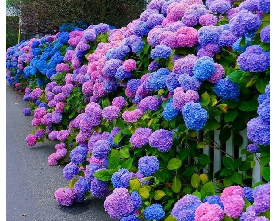 ✨Spring Hot Sale💥-Outdoor Artificial Hydrangea Flowers💐