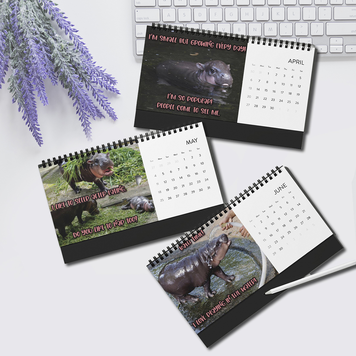 🦛Moo Deng Calendar | 2025 Desktop Calendar