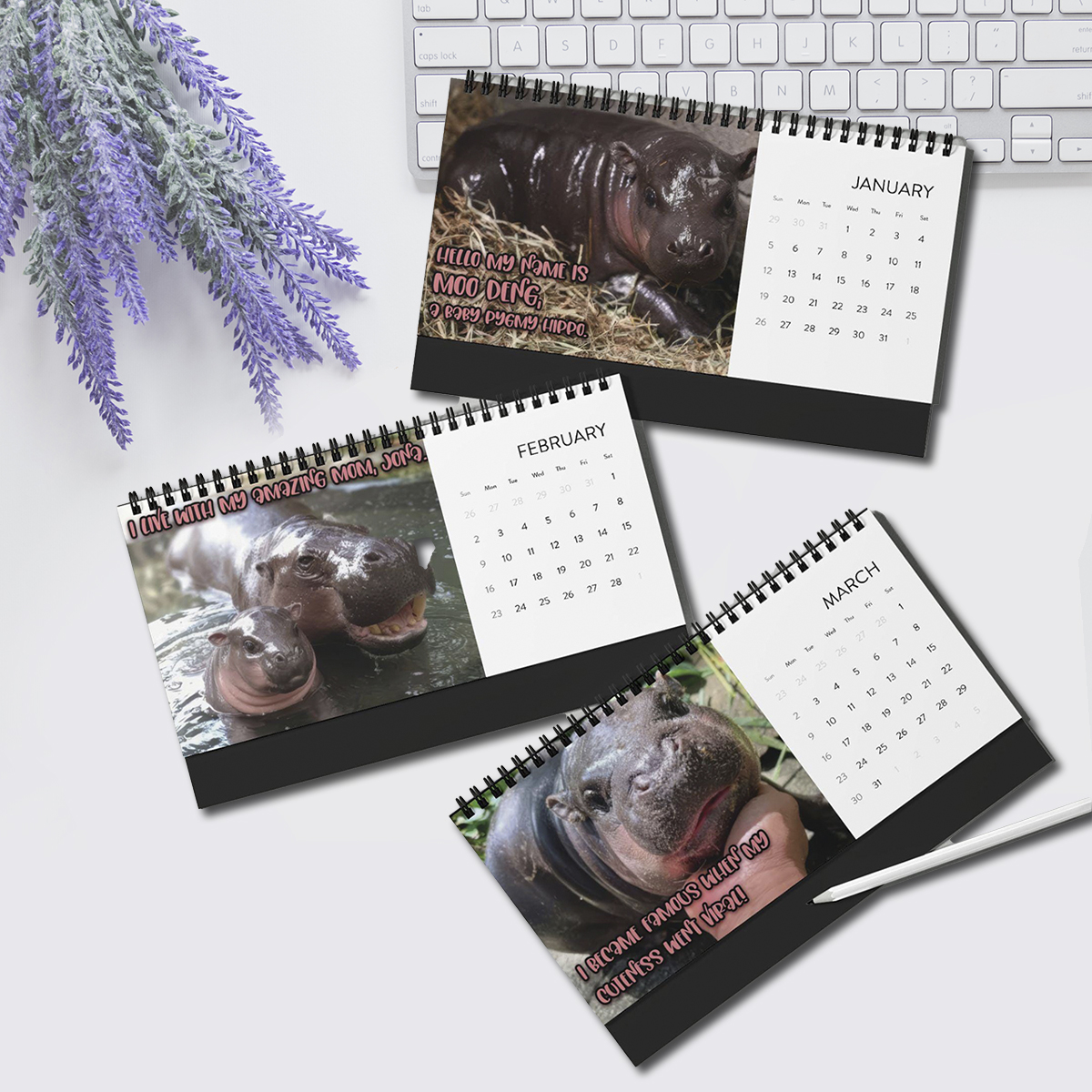 🦛Moo Deng Calendar | 2025 Desktop Calendar