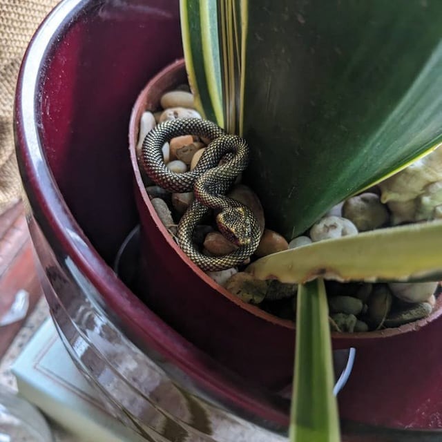 🐍Antique And Old Brass Coil Snake Pendant🐍