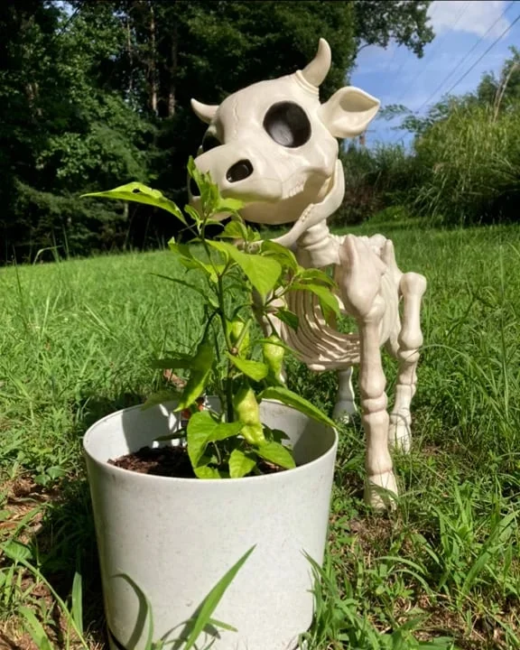 🐂🐎Cow & Horse Skeleton Halloween Decorative Prop🎃