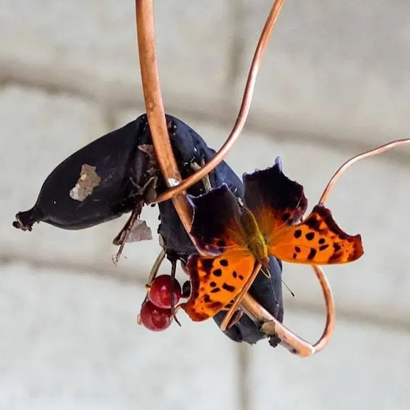 🦋Butterfly Banana Hammock-Butterfly Feeder🦋