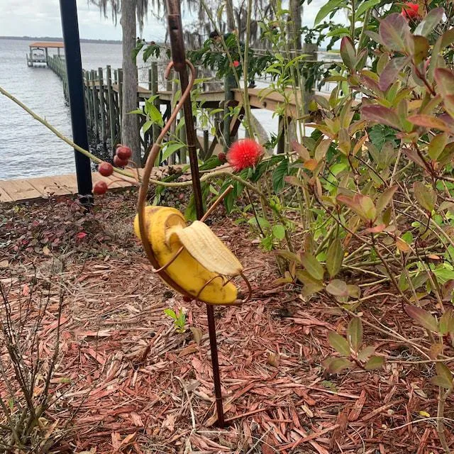🦋Butterfly Banana Hammock-Butterfly Feeder🦋