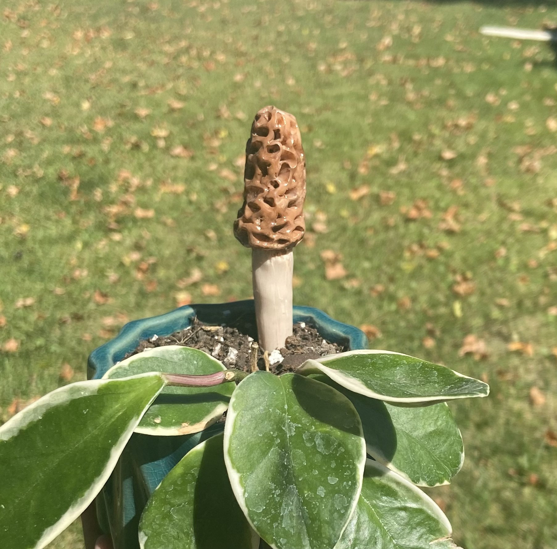 Mushroom plant buddies stake-houseplant lover
