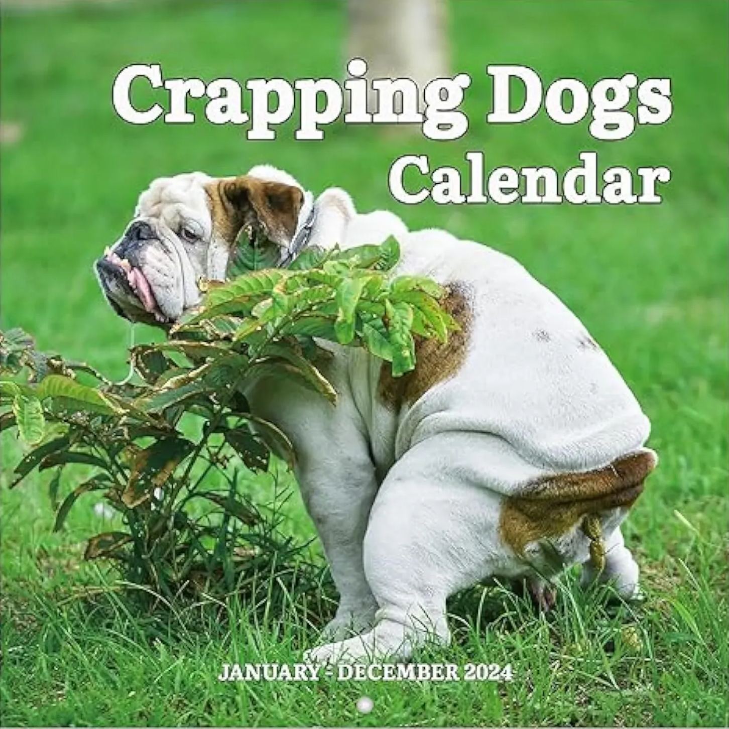 2024 Wall Calendar 12 Monthly Pooping Dogs Calendar